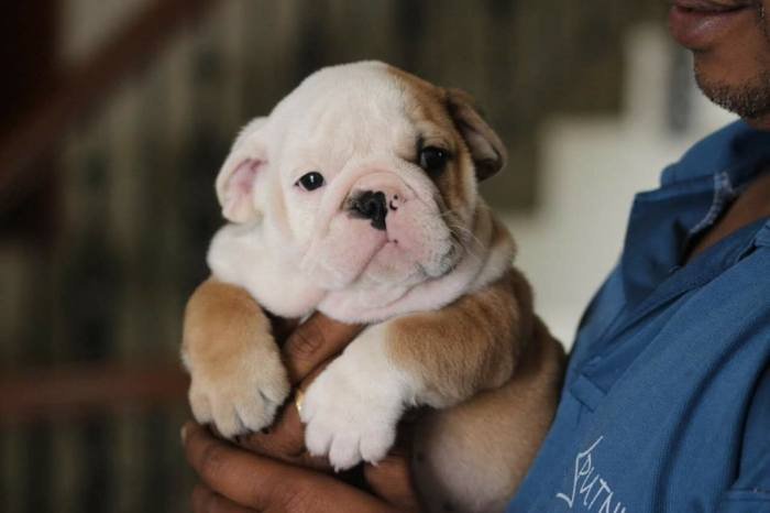 DogsIndia.com - Bulldog - Sanjay