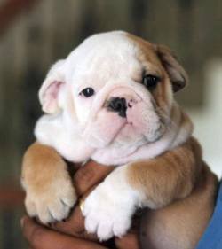 DogsIndia.com - Bulldog - Sanjay