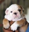 DogsIndia.com - Bulldog - Sanjay