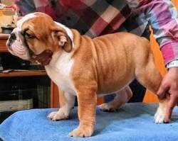 DogsIndia.com - Bulldog - Sanjay