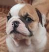 DogsIndia.com - Bulldog - Sanjay