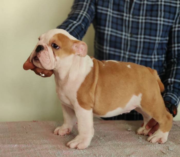 DogsIndia.com - Bulldog - Sanjay