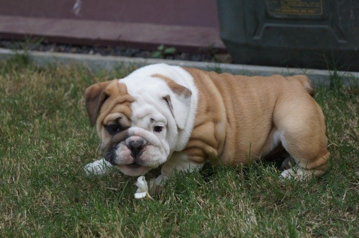 DogsIndia.com - Bulldog - Shanky Jaiswal