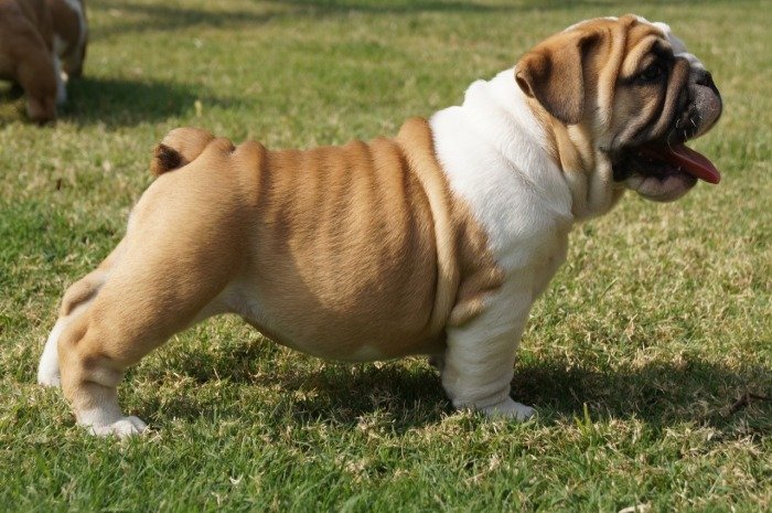 DogsIndia.com - Bulldog - Shanky Jaiswal