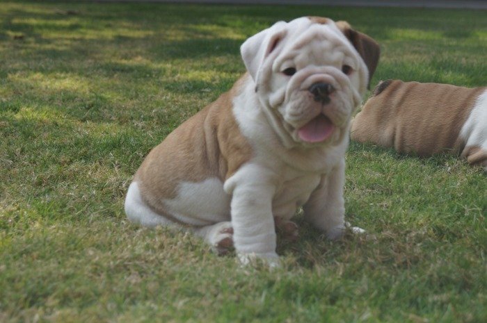 DogsIndia.com - Bulldog - Shanky Jaiswal