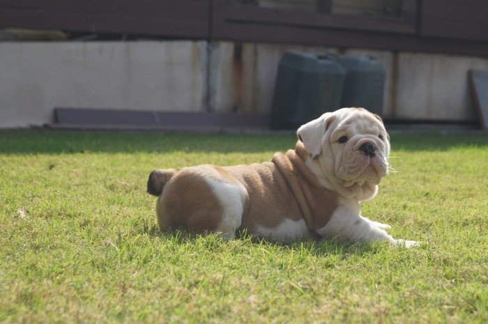 DogsIndia.com - Bulldog - Shanky Jaiswal