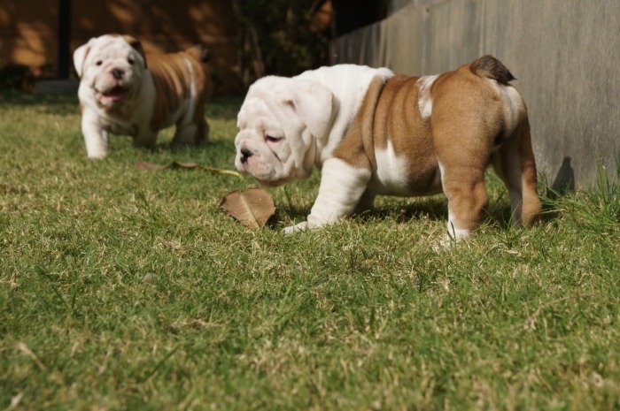 DogsIndia.com - Bulldog - Shanky Jaiswal