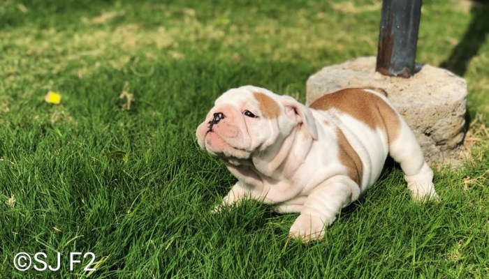 DogsIndia.com - Bulldog - Shanky Jaiswal