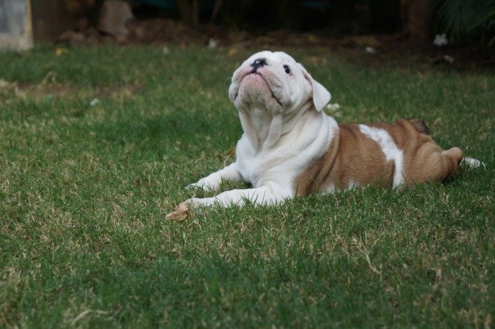 DogsIndia.com - Bulldog - Shanky Jaiswal