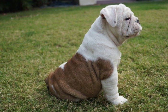 DogsIndia.com - Bulldog - Shanky Jaiswal