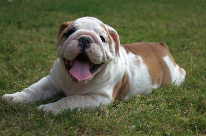 DogsIndia.com - Bulldog - Shanky Jaiswal