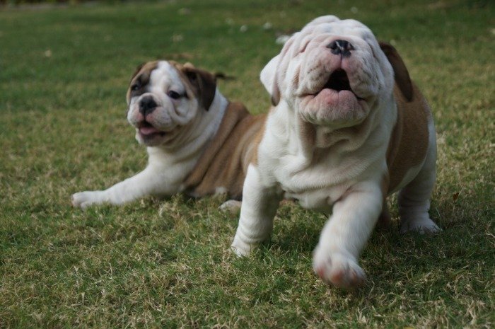 DogsIndia.com - Bulldog - Shanky Jaiswal