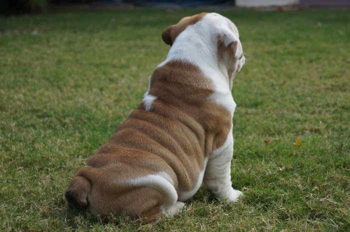 DogsIndia.com - Bulldog - Shanky Jaiswal