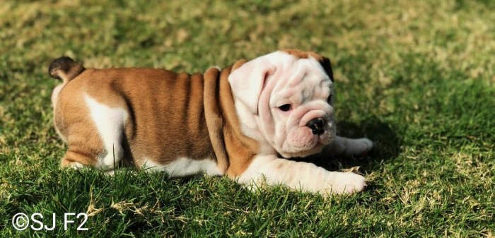 DogsIndia.com - Bulldog - Shanky Jaiswal