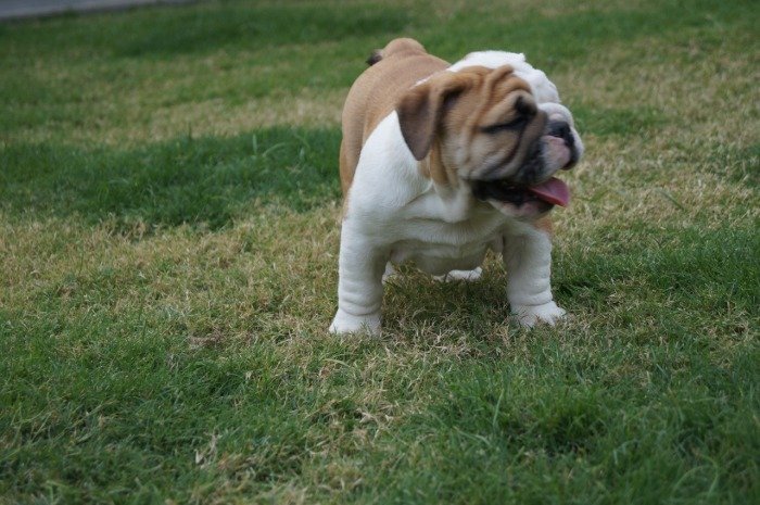 DogsIndia.com - Bulldog - Shanky Jaiswal