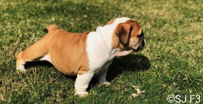 DogsIndia.com - Bulldog - Shanky Jaiswal