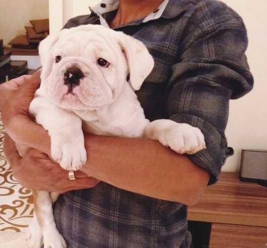 DogsIndia.com - Bulldog - Shanky Jaiswal