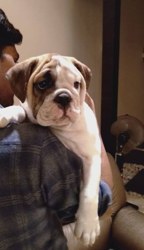 DogsIndia.com - Bulldog - Shanky Jaiswal