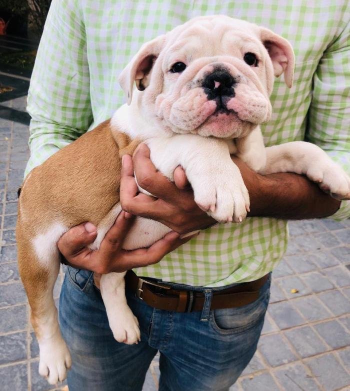 DogsIndia.com - Bulldog - Shanky Jaiswal