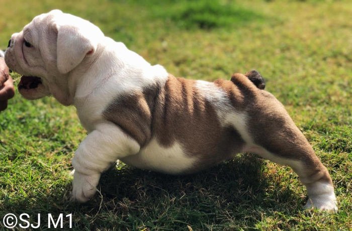 DogsIndia.com - Bulldog - Shanky Jaiswal