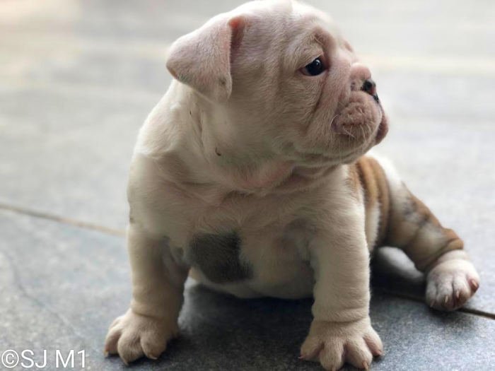 DogsIndia.com - Bulldog - Shanky Jaiswal