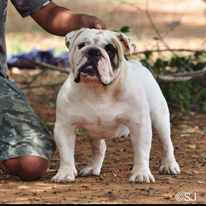 DogsIndia.com - Bulldog - Shanky Jaiswal