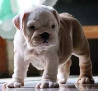 DogsIndia.com - Bulldog - Star Dust Bulldogs - Dr. Taranath