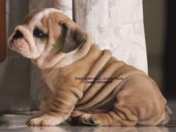 DogsIndia.com - Bulldog - Star Dust Bulldogs - Dr. Taranath
