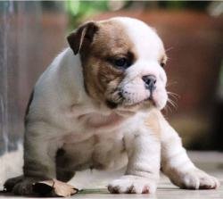 DogsIndia.com - Bulldogs - Dr.Taranath