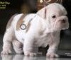 DogsIndia.com - Bulldog - Stardust Bulldogs - Dr. Taranath