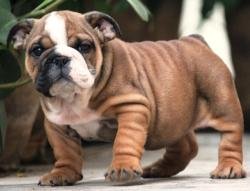 DogsIndia.com - Bulldpg - Stardust - Dr. Taranath