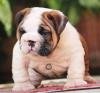DogsIndia.com - Bulldpg - Stardust - Dr. Taranath