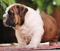 DogsIndia.com - Bulldpg - Stardust - Dr. Taranath