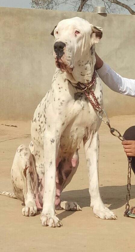 DogsIndia.com - Bulli Kutha - Aniket