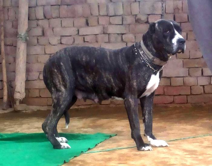 DogsIndia.com - Bulli Kutha - Aniket
