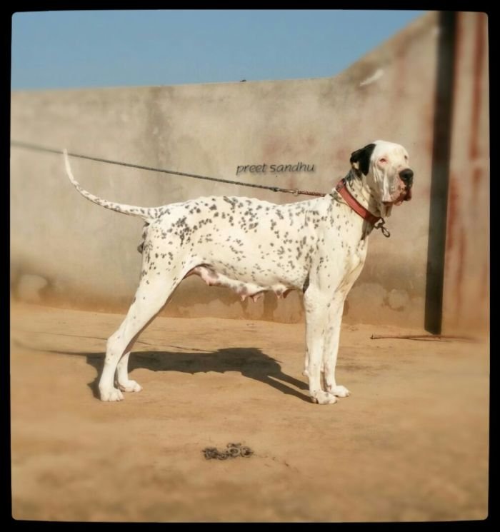 DogsIndia.com - Bulli Kutha - Aniket