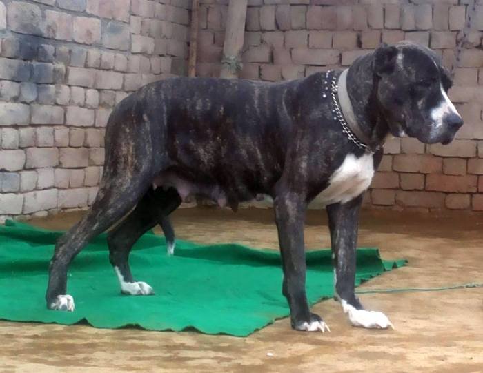 DogsIndia.com - Bulli Kutha - Aniket