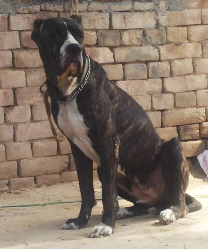 DogsIndia.com - Bulli Kutha - Aniket