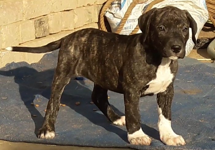DogsIndia.com - Bulli Kutha - Aniket