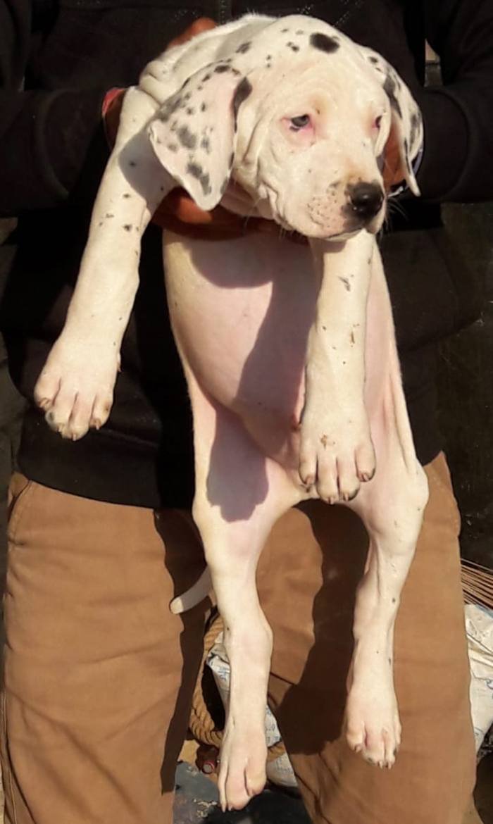 DogsIndia.com - Bulli Kutha - Aniket