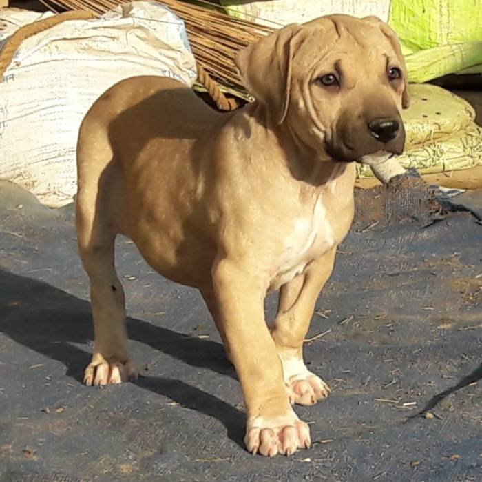 DogsIndia.com - Bulli Kutha - Aniket