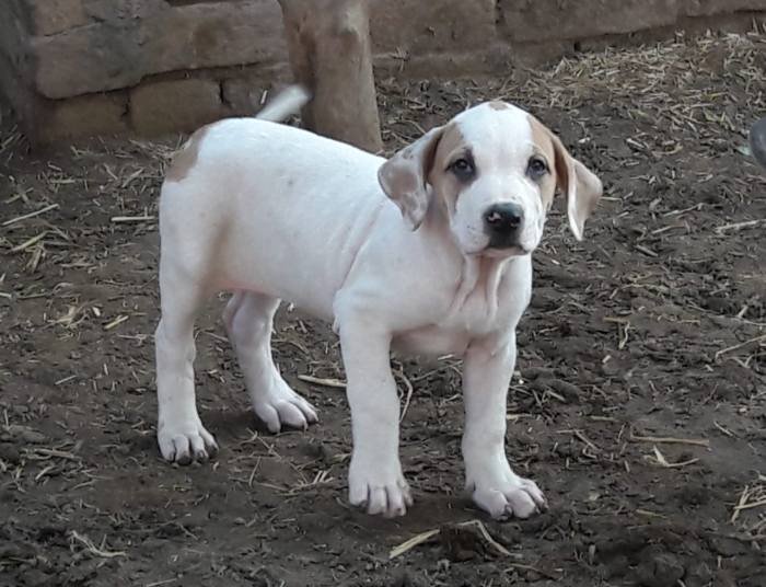 DogsIndia.com - Bulli Kutha - Aniket