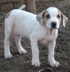 DogsIndia.com - Bulli Kutha - Aniket