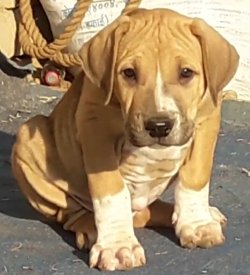 DogsIndia.com - Bulli Kutha - Aniket
