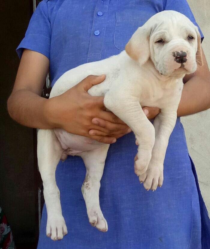 DogsIndia.com - Bulli Kutha - Aniket