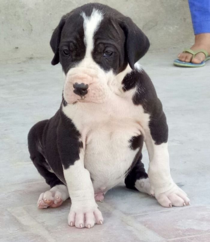 DogsIndia.com - Bulli Kutha - Aniket