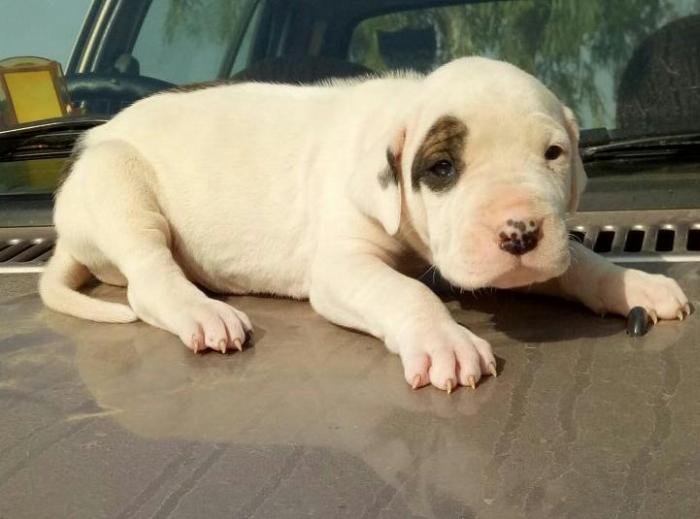DogsIndia.com - Bulli Kutha - Aniket