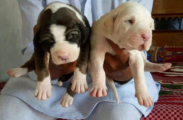 DogsIndia.com - Bulli Kutha - Aniket