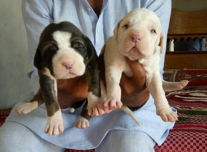 DogsIndia.com - Bulli Kutha - Aniket