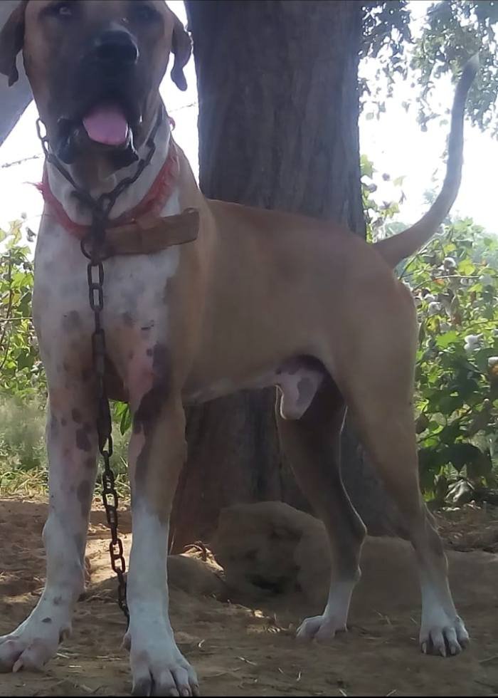 DogsIndia.com - Bulli Kutha - Aniket